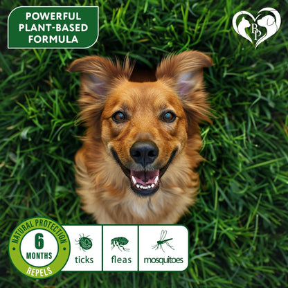 Natural Flea & Tick Collar for Dogs 6 Months Control of Best Prevention & Safe Treatment anti Fleas and Ticks Essential Oil Repellent (1 Count (Pack of 1))