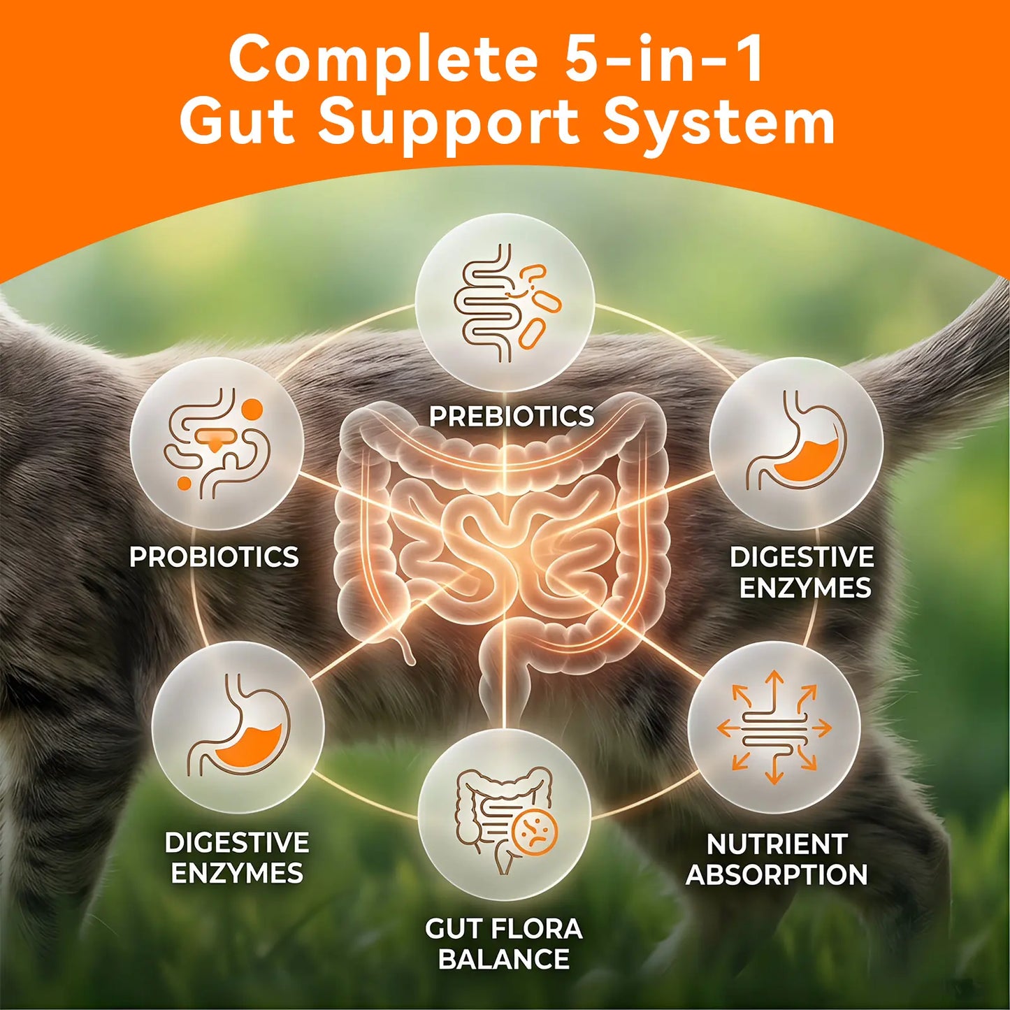 Puainta Probiotics for Dogs and Cats: 8 Billion CFU Digestive and Immune Support with Multi-Strain Spore-Forming Formula, Prebiotics, Gut-Lining Support, and Skin Health for Sensitive Stomachs